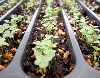 Пікірування подовжує термін вирощування розсади капусти